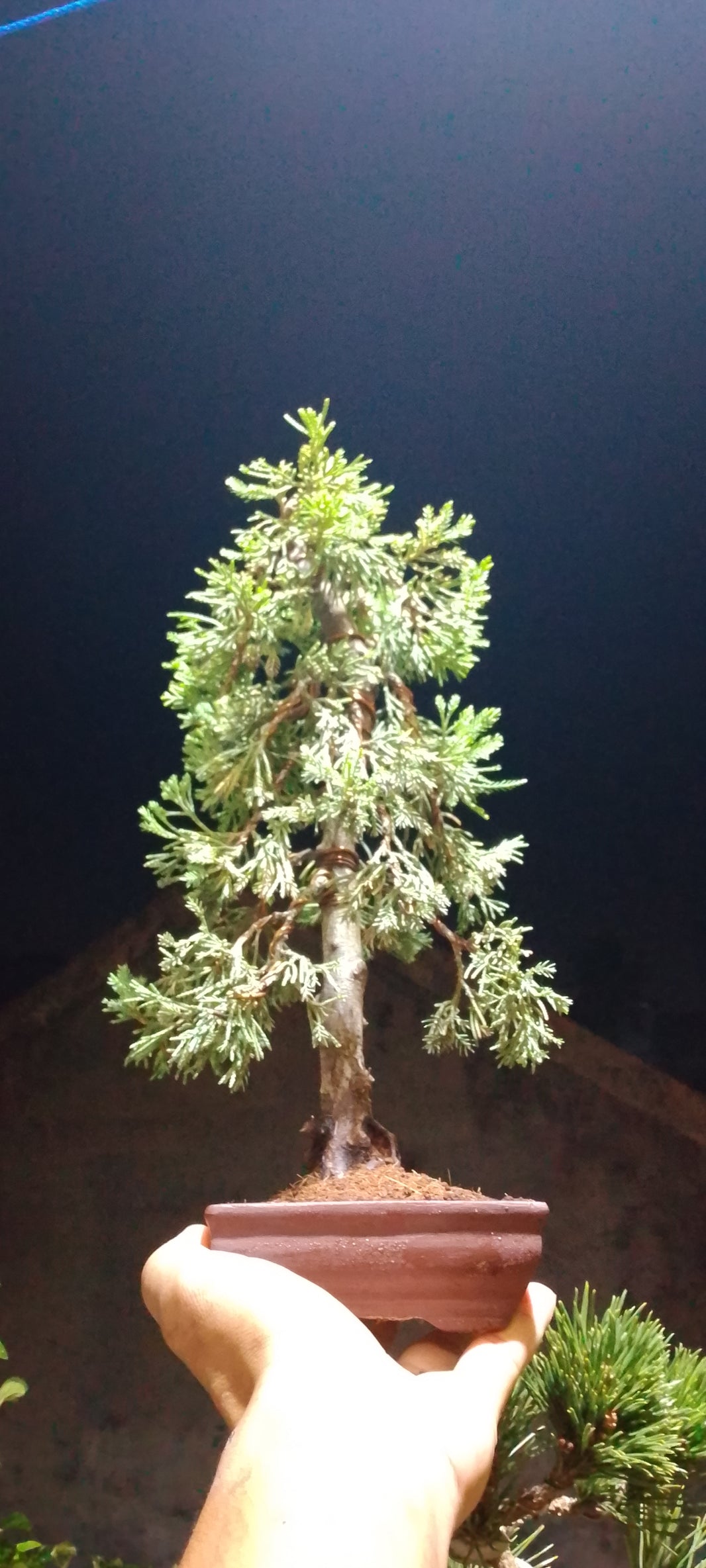 Bonsai juniperus chinensis Risman Arisandi
