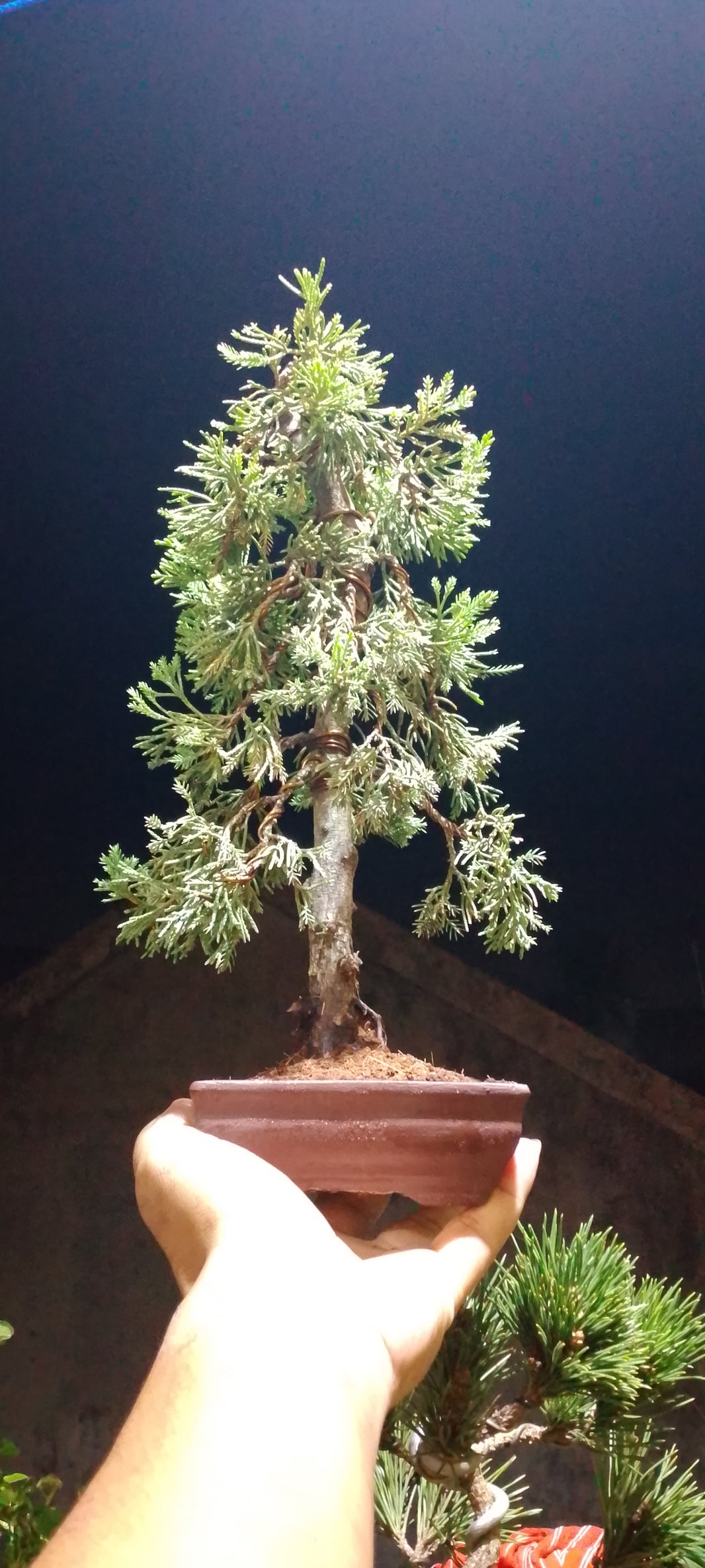 Bonsai juniperus chinensis Risman Arisandi