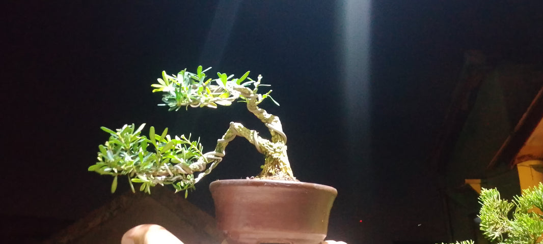 Bonsai buxus Risman Arisandi
