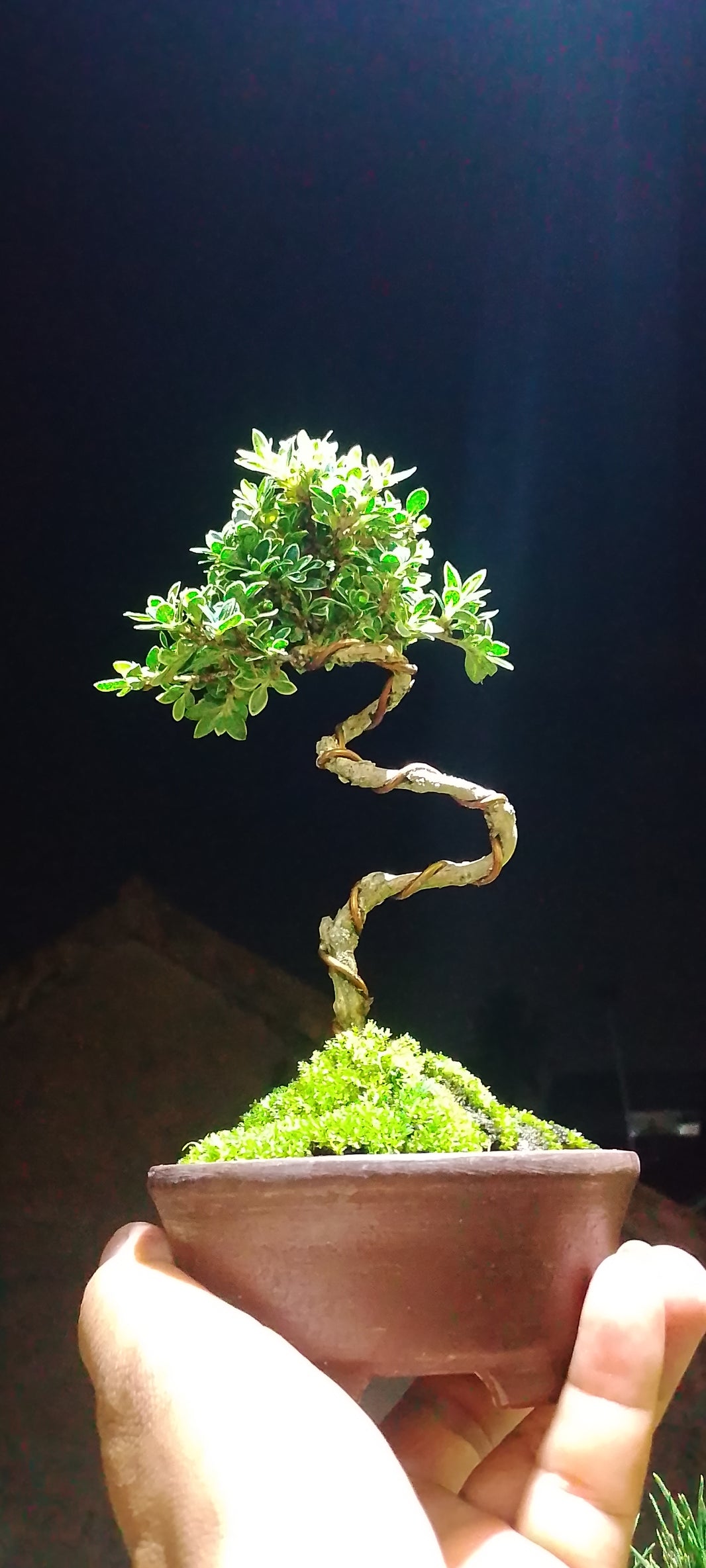 Bonsai serissa foetidia var Risman Arisandi