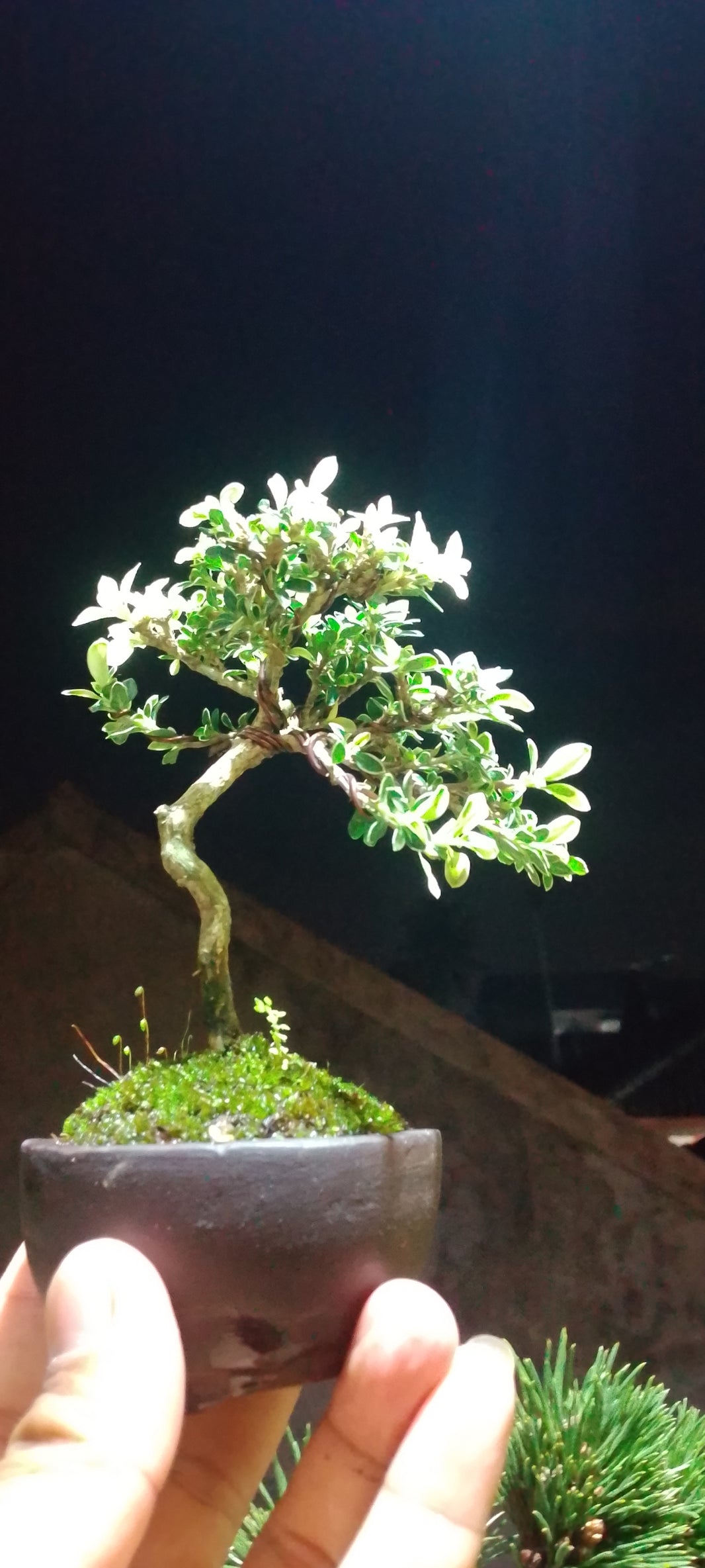 Bonsai serissa foetidia var Risman Arisandi