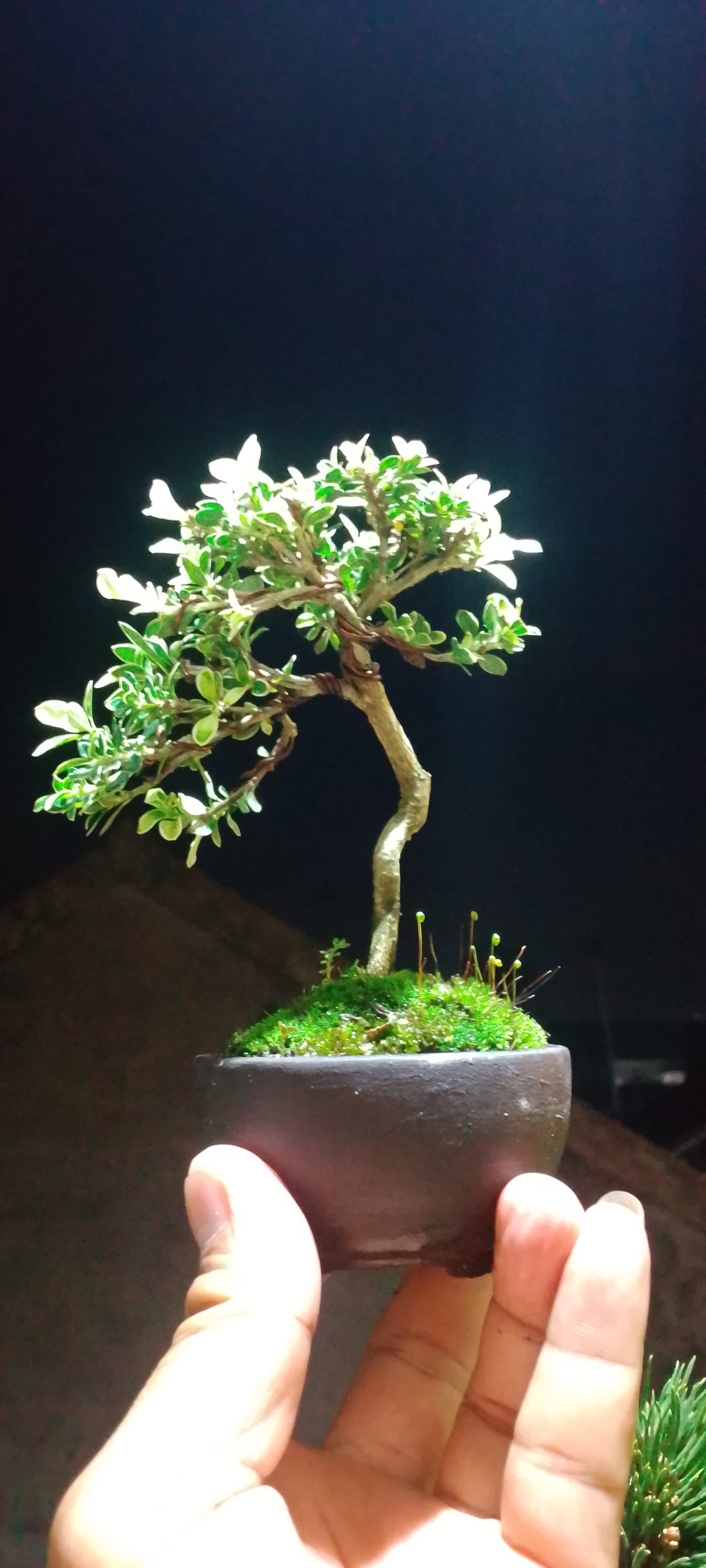 Bonsai serissa foetidia var Risman Arisandi