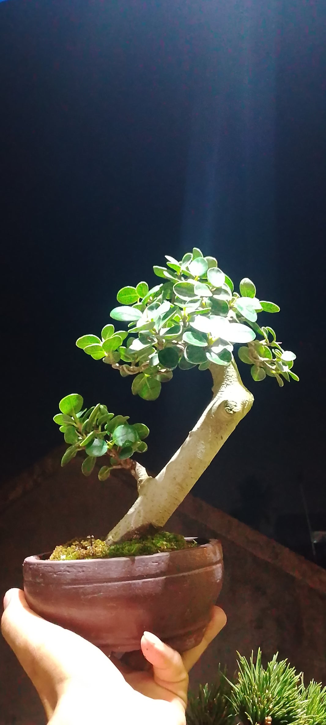 Bonsai ficus microcarpa Risman Arisandi