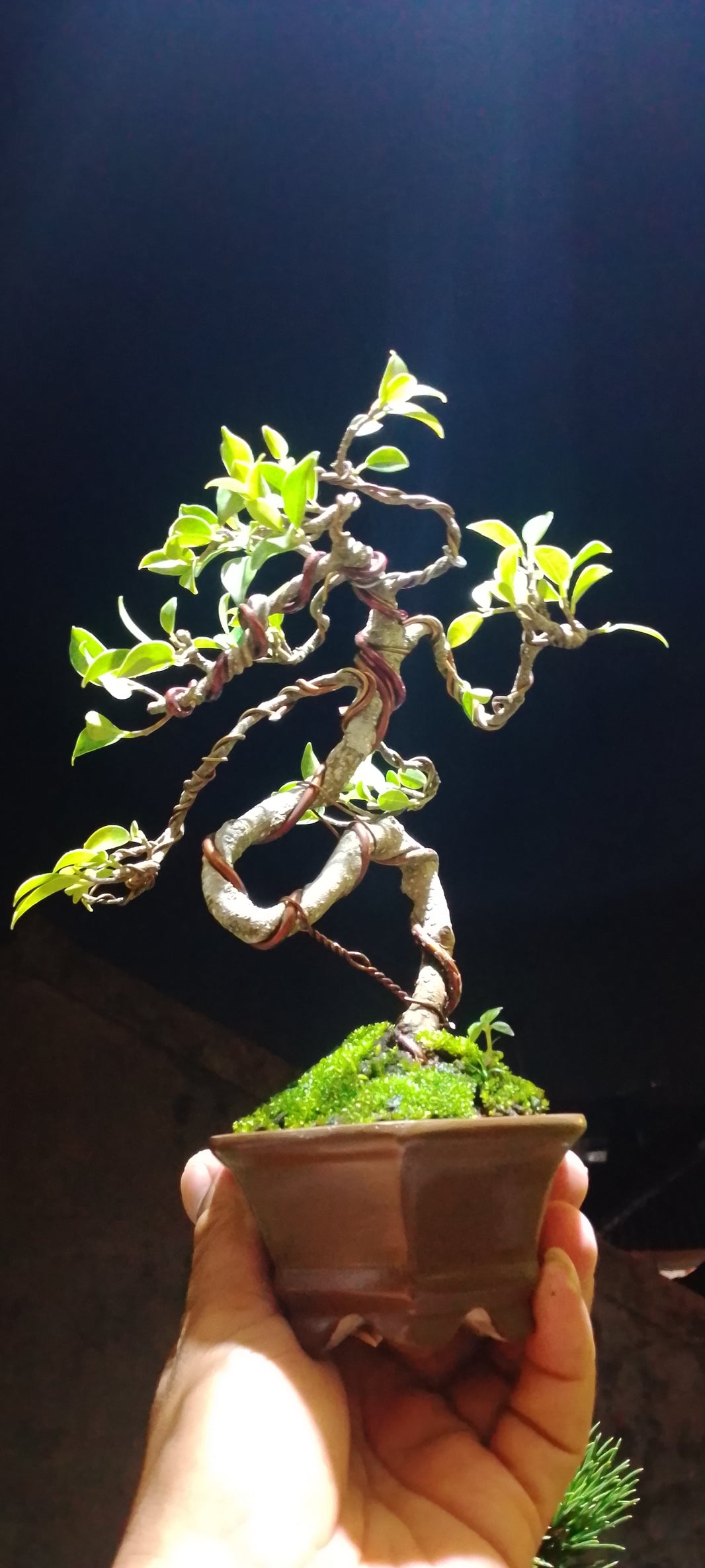 Bonsai kimeng microcarpa Risman Arisandi