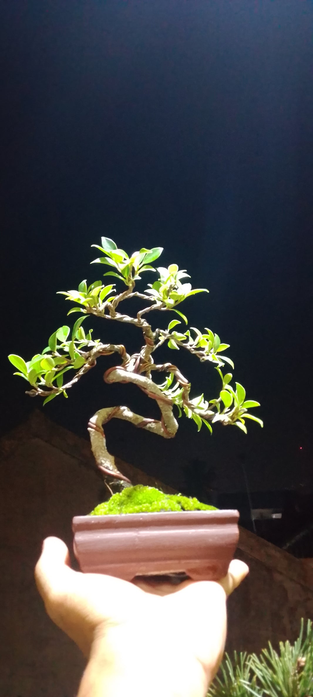 Bonsai kimeng ficus microcarpa Risman Arisandi