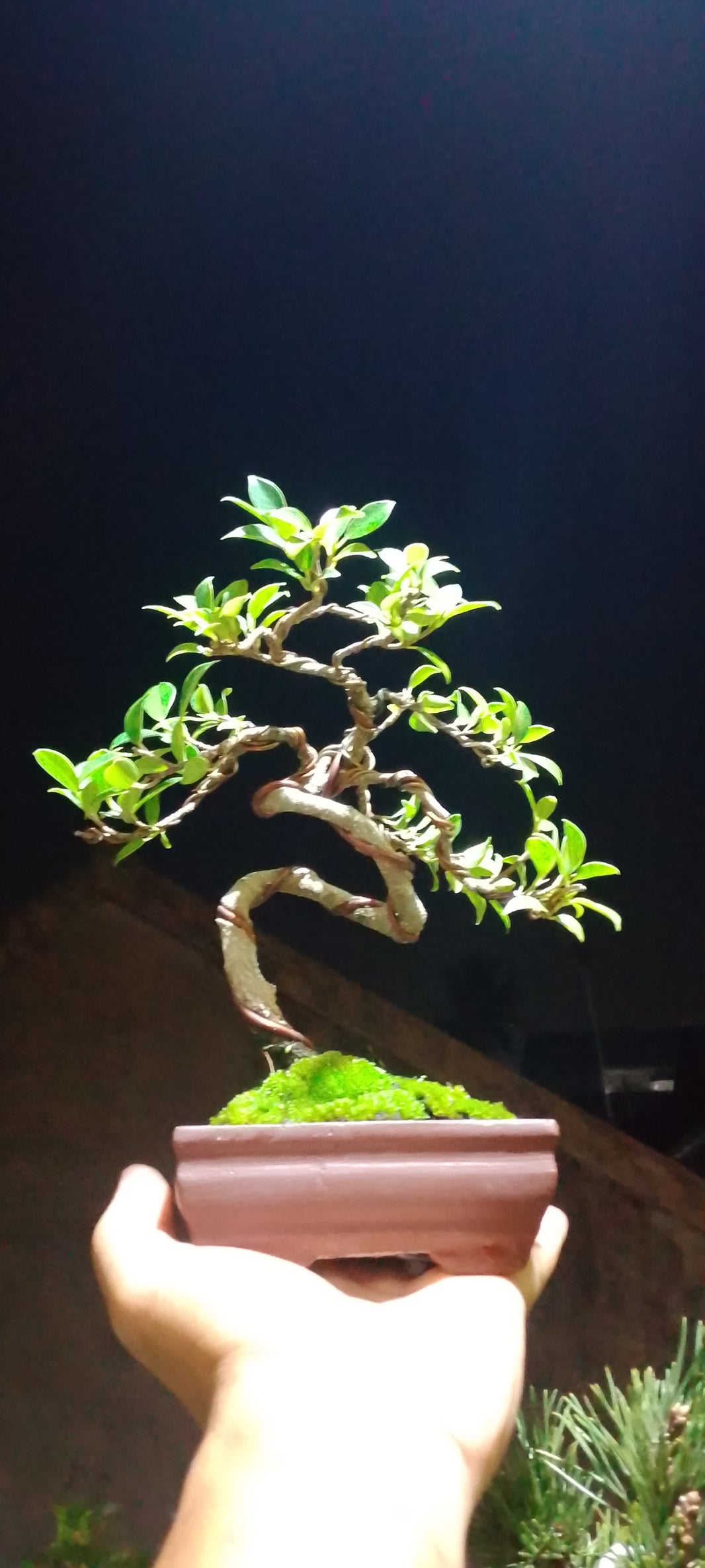 Bonsai kimeng ficus microcarpa Risman Arisandi