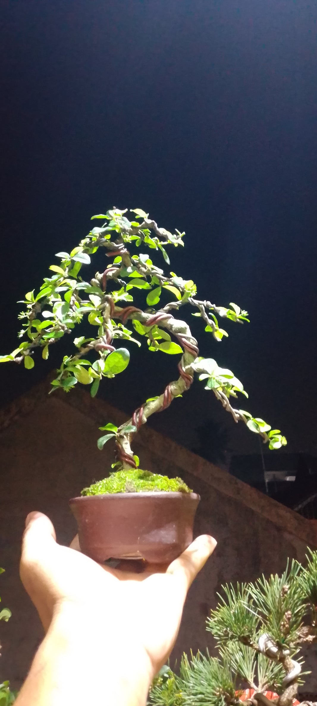 Bonsai fukiantea Risman Arisandi