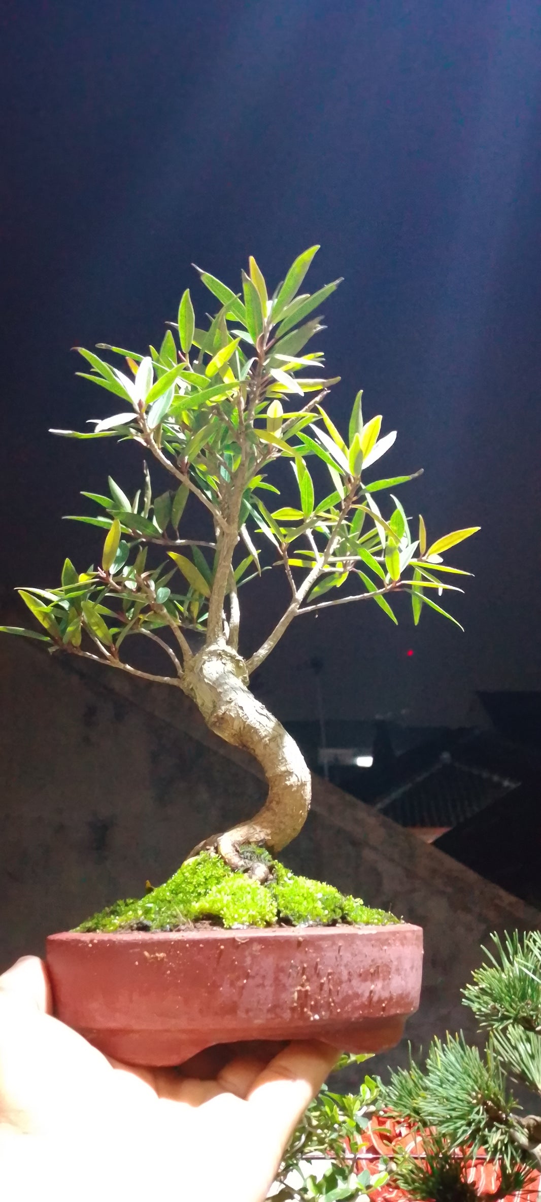 Bonsai ficus nerifolia (Risman)