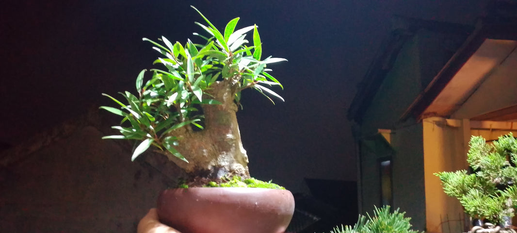 Bonsai ficus nerifolia (Risman Arisandi)
