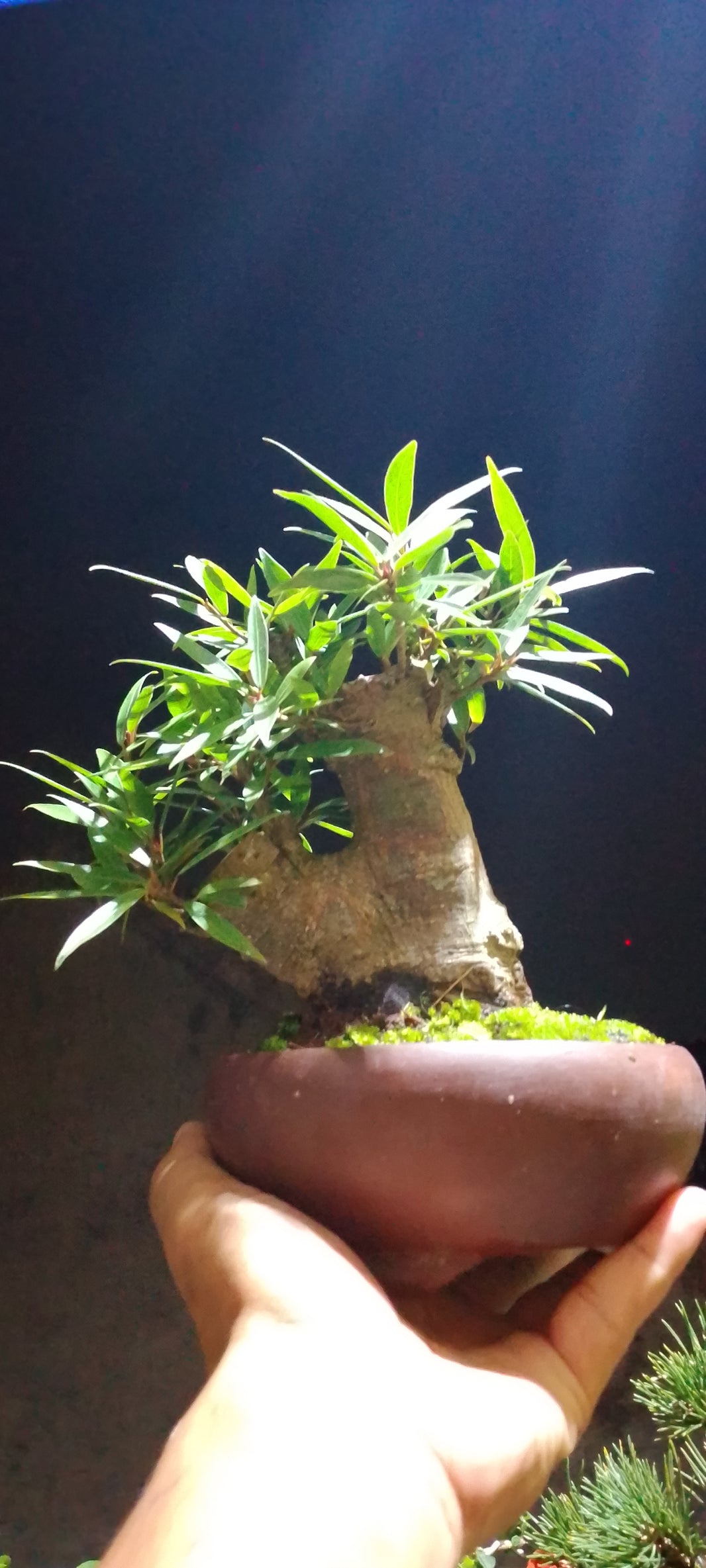 Bonsai ficus nerifolia (Risman Arisandi)