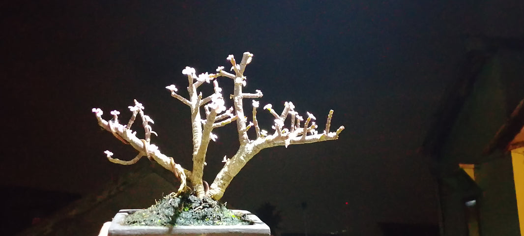 Bonsai portulacaria Afra