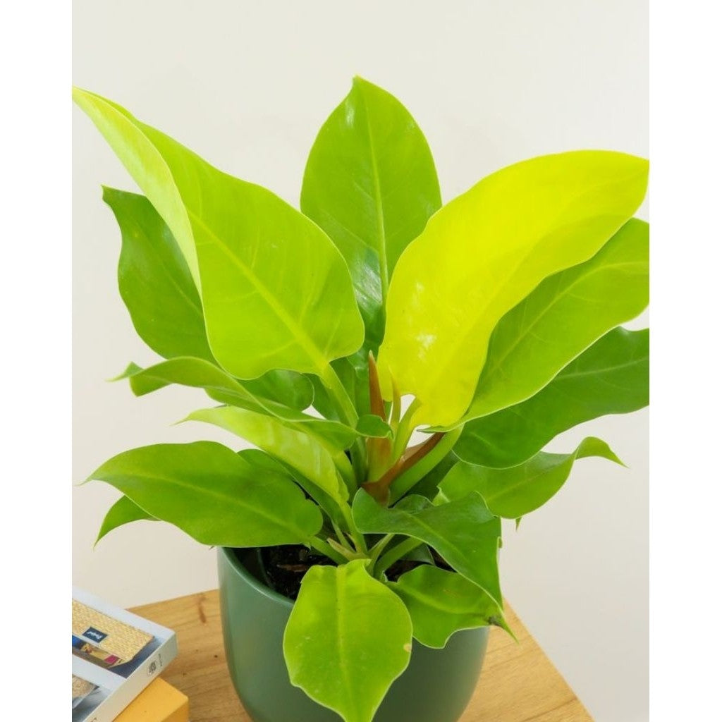Golden Pothos / 黄金葛 / Sirigading Gold / सुनहरी मनी प्लांट (Singapore: Money Plant Gold) – Air Purifying, Fast Growing, E