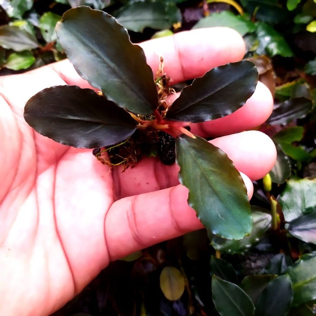 Sindo - Bucephalandra Nanga Pinoh Elegant Blue Per 2 Rizom Live Plant A3K2E4Z6C4