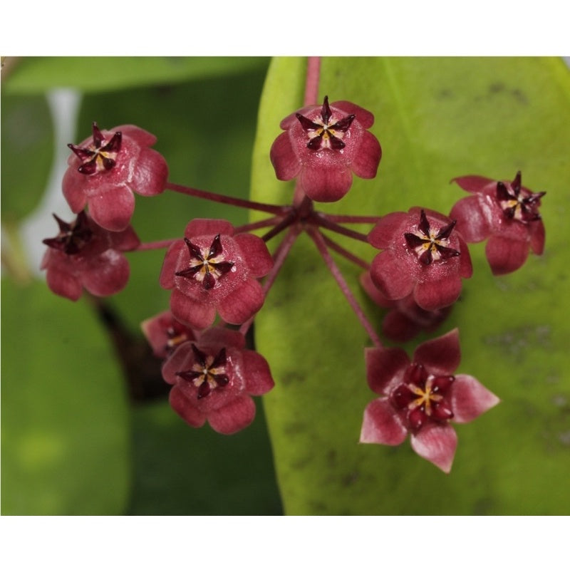 Hoya fauziana ssp. angulata
