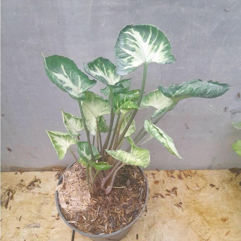 Syngonium ‘Godzilla’ -  - Pokok Syngonium Godzilla - सिंगोनियम गॉडज़िला Syngonium Godzilla – Reptile-Textured Leaves, Rare Aroid, Indoor Statement Plant, Easy to Grow, Exotic Tropical Foliage LIVE PLANT