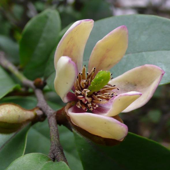 Magnolia figo -  - Pokok Magnolia Figo - मैगनोलिया फिगो Exquisite Magnolia Figo – Enhance Your Space with This Elegant Botanical Delight, Fragrant Blooms, Compact Shrub, Indoor & Outdoor LIVE PLANT