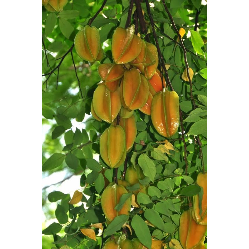 Sindo - Tropical Star Fruit Tree - Averrhoa carambola  Discover the Exotic Flavor of the Stars