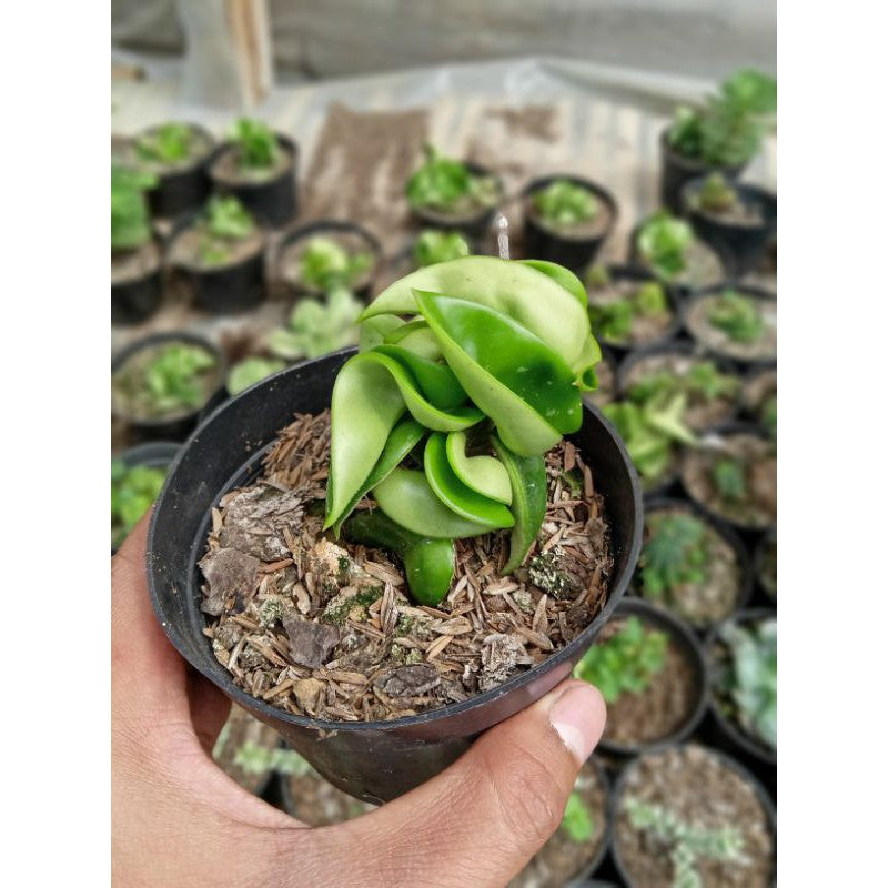 Hoya compacta