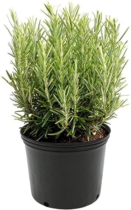 tanaman hias Rosemary pengusir nyamuk - daun Rosemarry Herbal