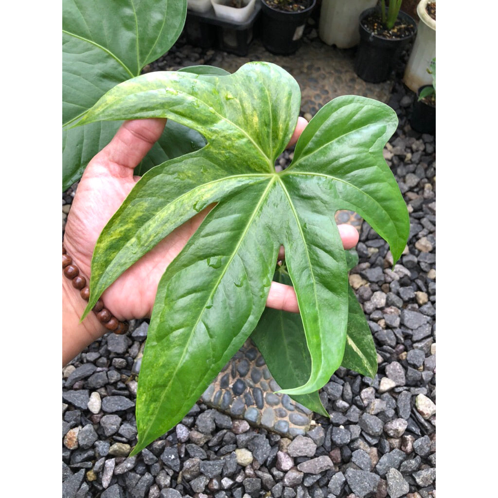 Variegated Anthurium Pedatoradiatum Elephant Ear Ornamental Plant