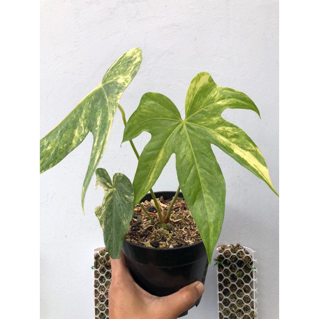 Variegated Anthurium Pedatoradiatum Elephant Ear Ornamental Plant