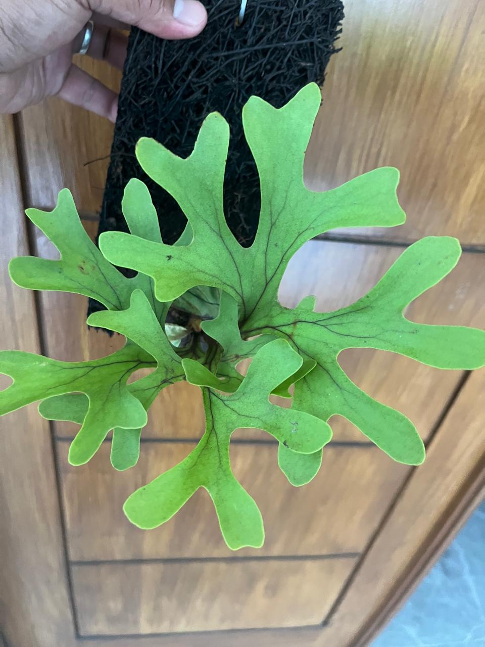 Platycerium Ridleyi Reserved Gwen