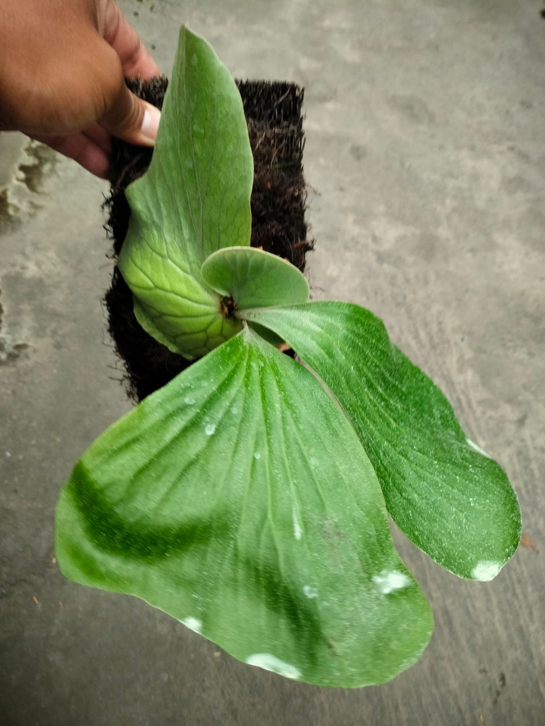 Platycerium elephantotis Reserved Gwen