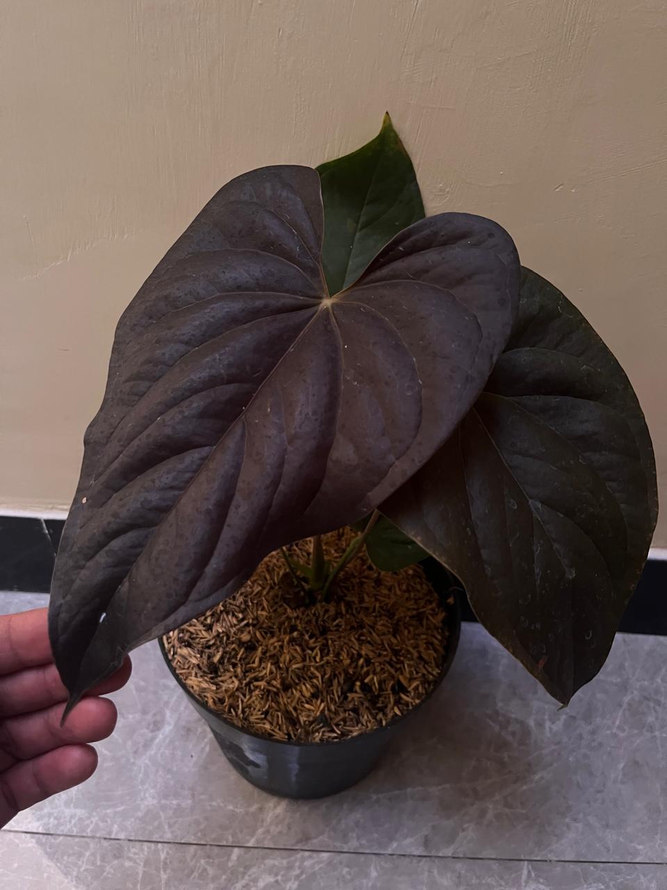 Anthurium queen of heart Reserved Mr Vinny