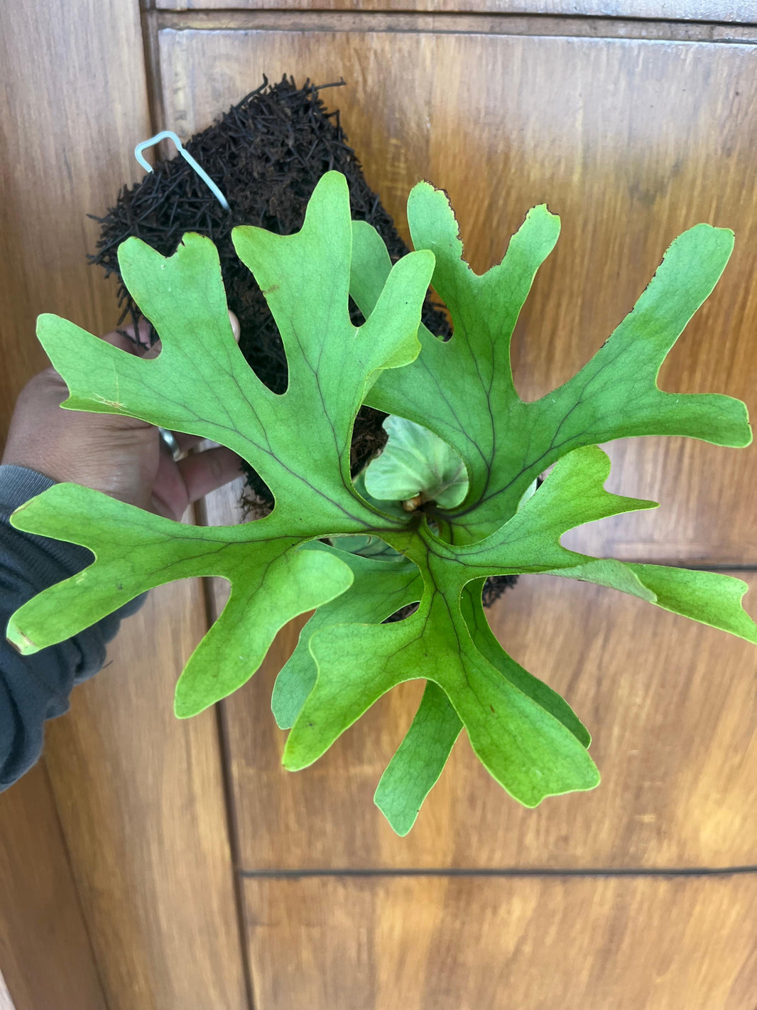 Platycerium wandae, Platycerium willinky, Platycerium Ridleyi, Reserved Scott Tan