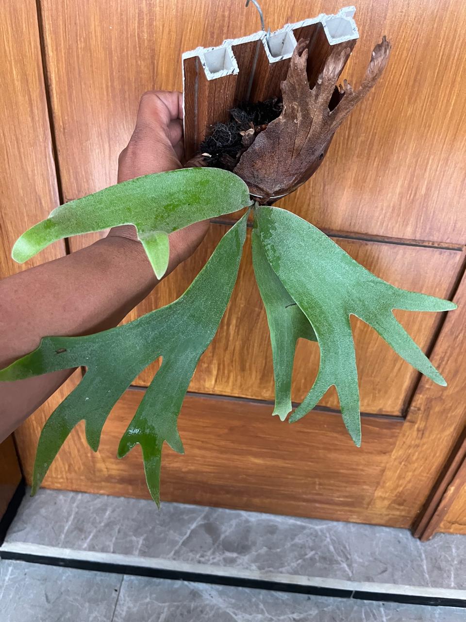 Platycerium wandae, Platycerium willinky, Platycerium Ridleyi, Reserved Scott Tan