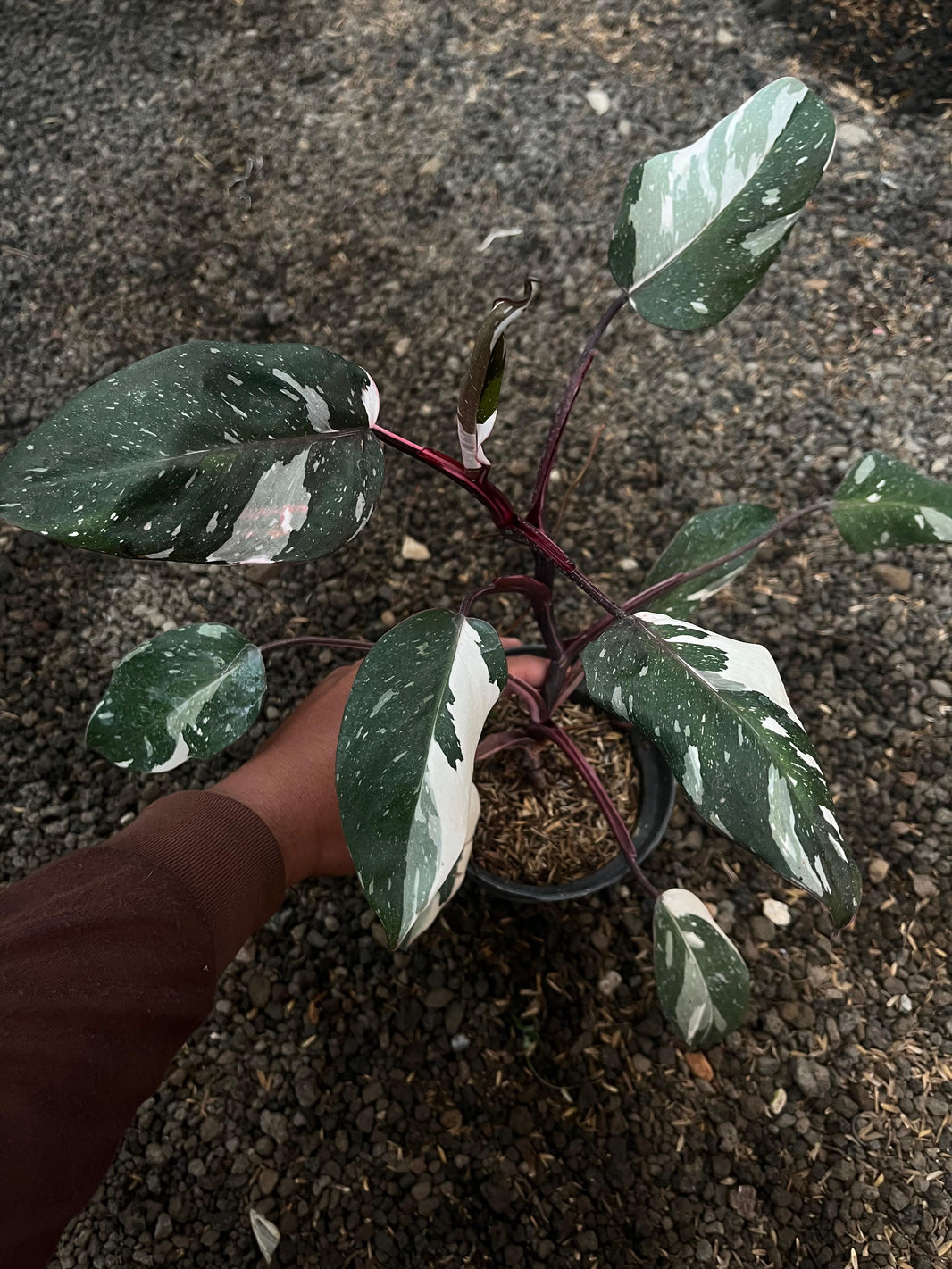 Anthurium Clarinervium  -Philodendron melanocrysum  -philodenron red Anderson -philodenron Gigas -philodenron Florida gosth -adansoni japan yellow varigated