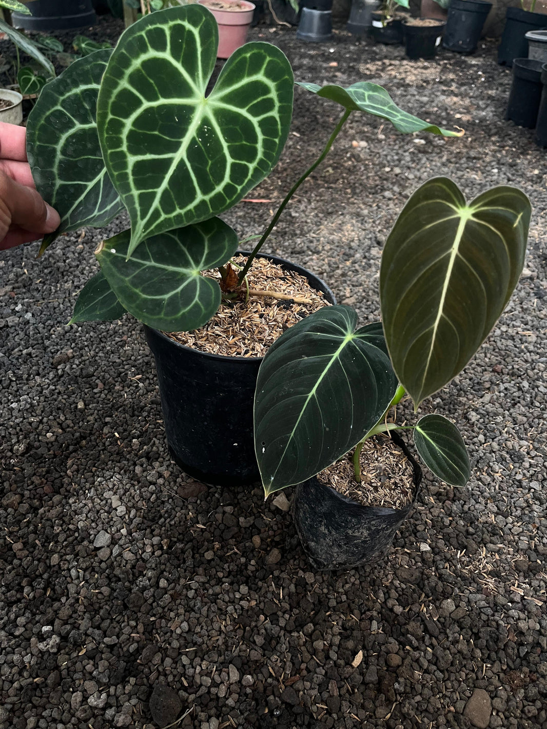 Anthurium Clarinervium  -Philodendron melanocrysum  -philodenron red Anderson -philodenron Gigas -philodenron Florida gosth -adansoni japan yellow varigated