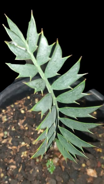 Encephalartos arenarius Blue by DzulFaqaar