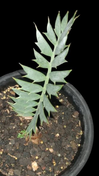 Encephalartos arenarius Blue by DzulFaqaar