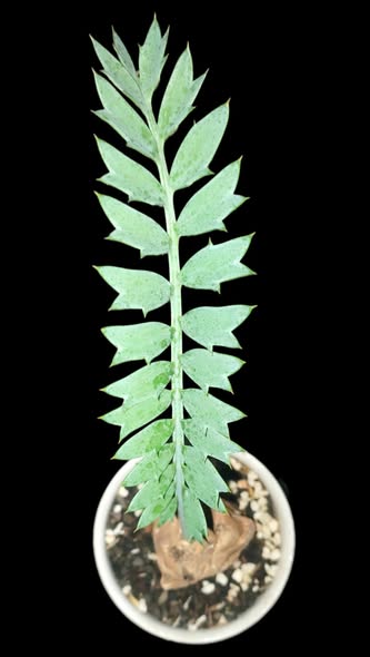 Encephalartos Arenarius True Blue by DzulFaqaar