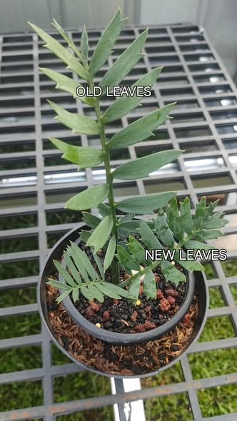 Encephalartos Horridus Super Dwarf (From Seed) by DzulFaqaar