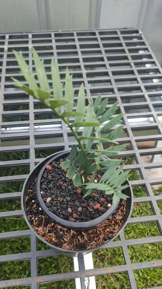 Encephalartos Horridus Super Dwarf (From Seed) by DzulFaqaar