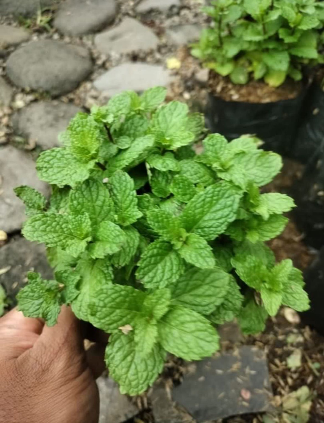 Platycerium Ridleyi, 2 plant papermint Reserved