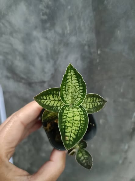 Cystorchis sp. – Rare & Collectible Jewel Orchid by Alya Natasya AZ