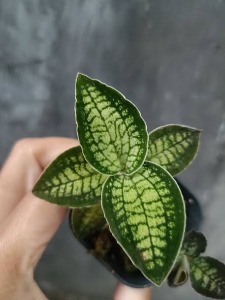Cystorchis sp. – Rare & Collectible Jewel Orchid by Alya Natasya AZ