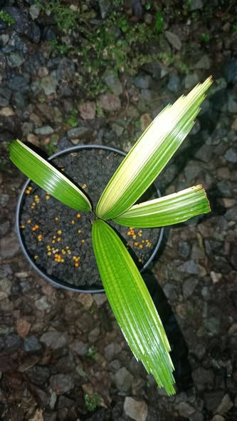 Licuala Grandis Variegated (8 Inch Pot) by DzulFaqaar