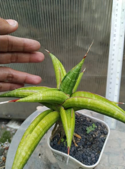 Sansevieria Kitonga by Gerai Hijo