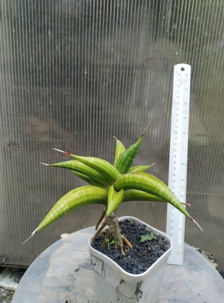 Sansevieria Kitonga by Gerai Hijo