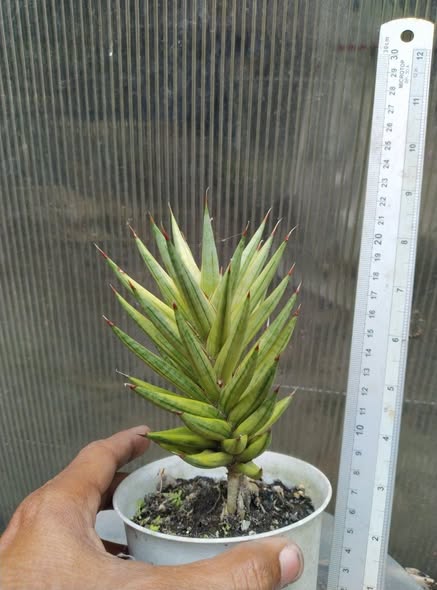Sansevieria Francisi Variegated by Gerai Hijo