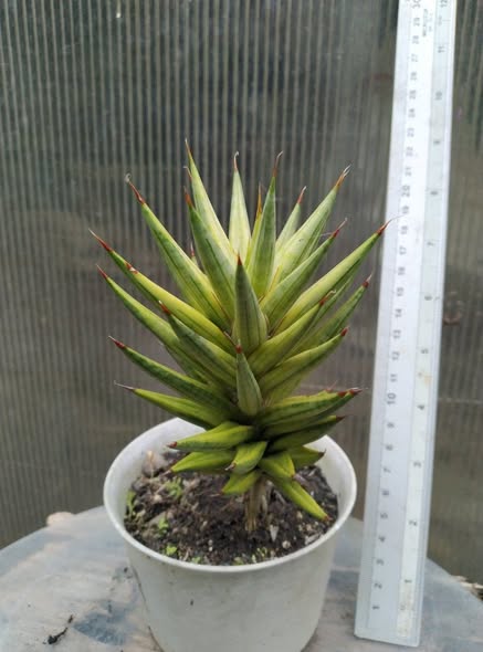 Sansevieria Francisi Variegated by Gerai Hijo