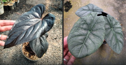 Anthurium Modeanum  Alokasia dragon moon Reserved