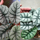 Alocasia dragon moon Alocasia dragon silver Reserved