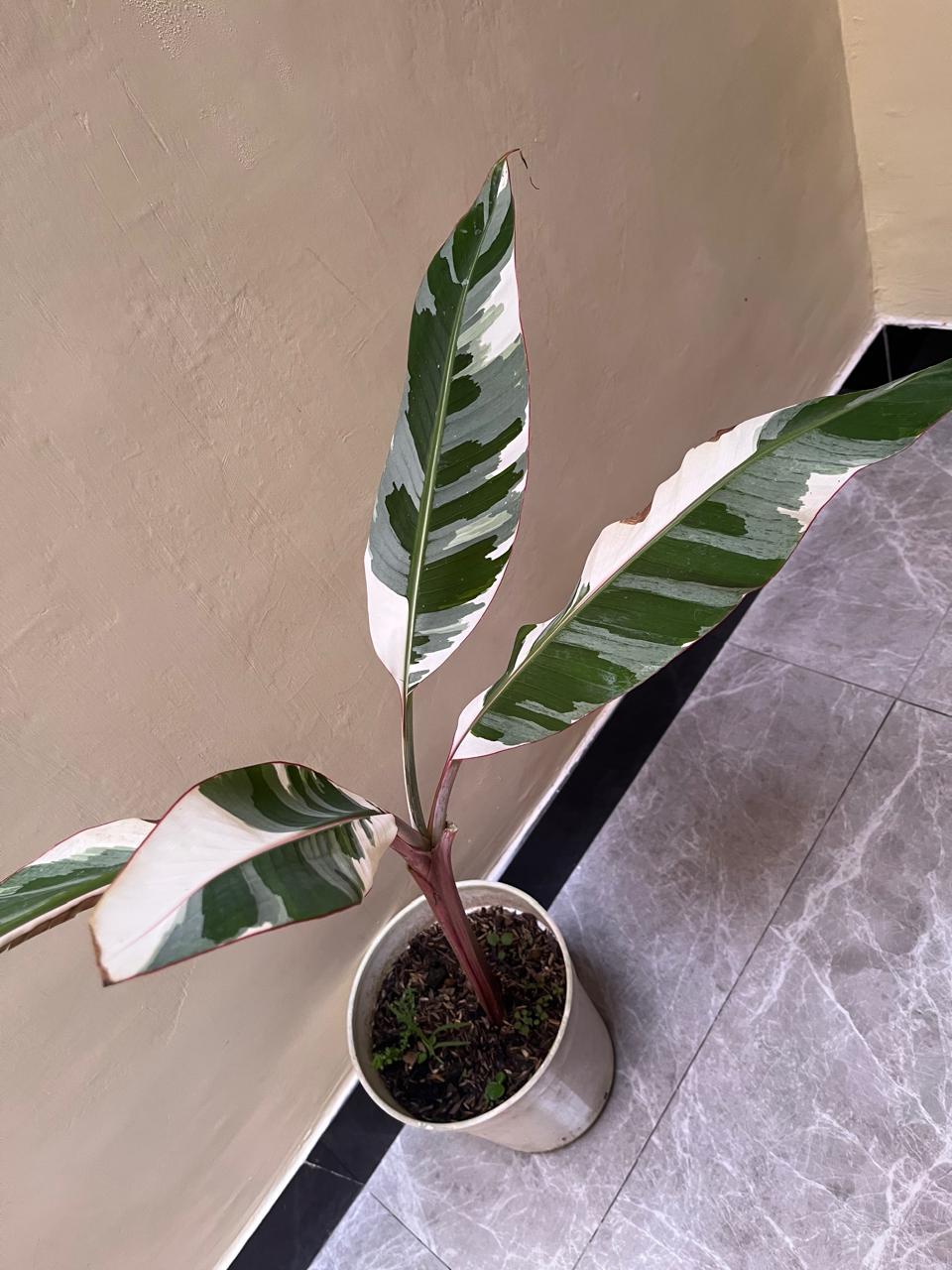 Musa Ae ae Reserved