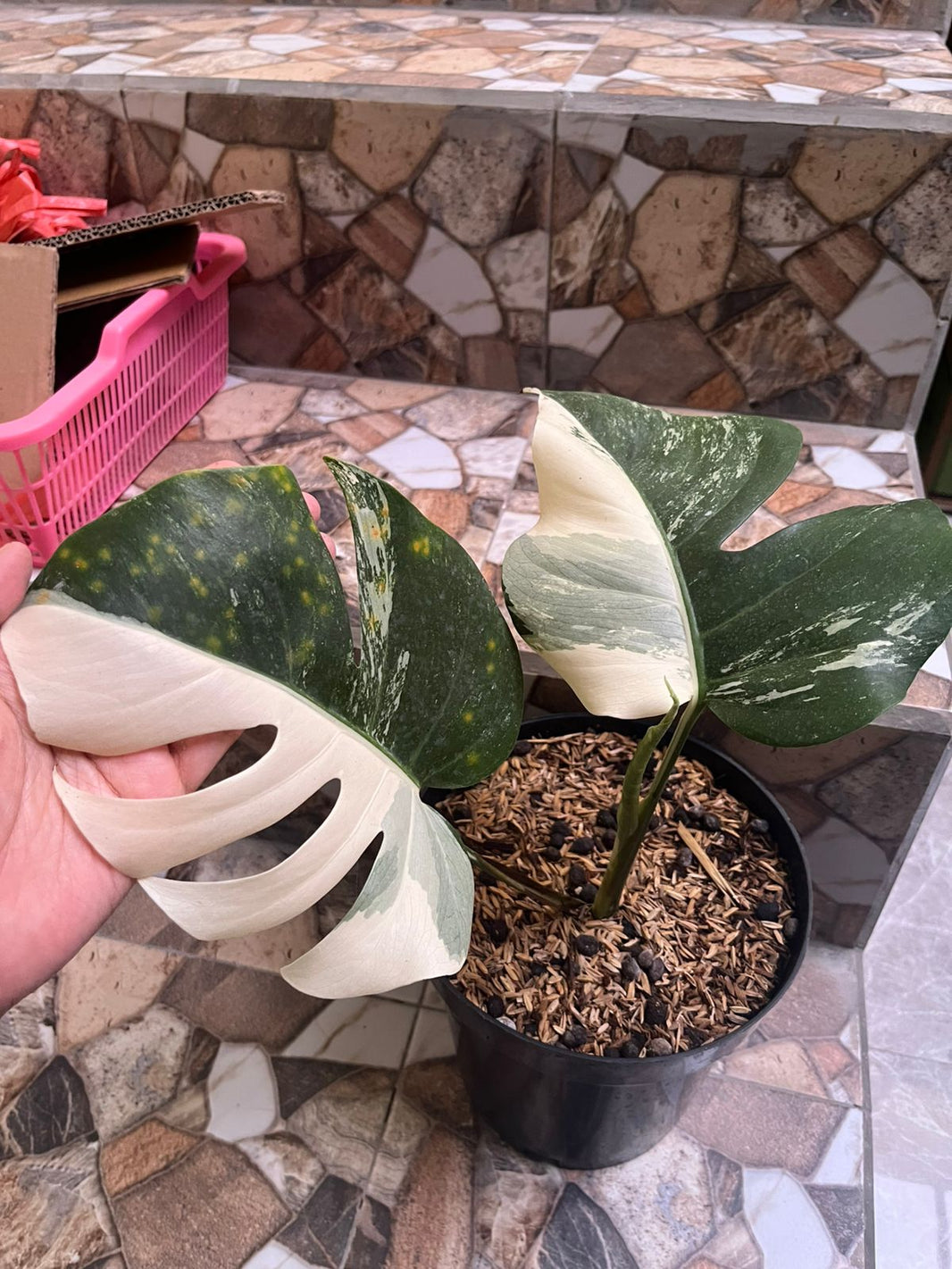 Monstera Albo Reserved 0905-01