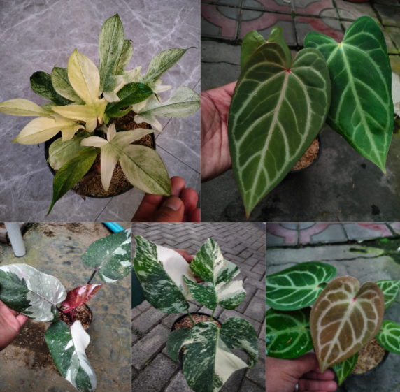 Philodendron Florida Ghost, Anthurium Red Tiger Hybrid, Anthurium silver blush Hybrid, Philodendron red Anderson, Monstera borsigiana albo Reserved